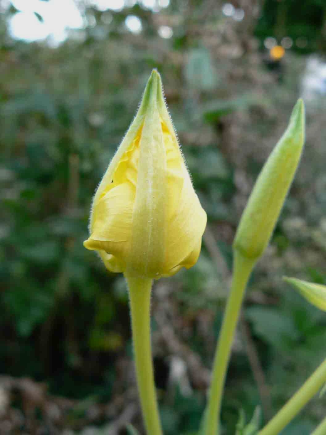 Oenothera sp.